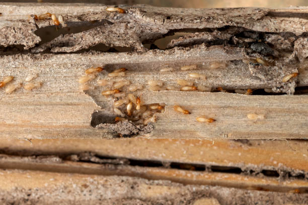 Best Termite Control Services  in Valley Forge, TN